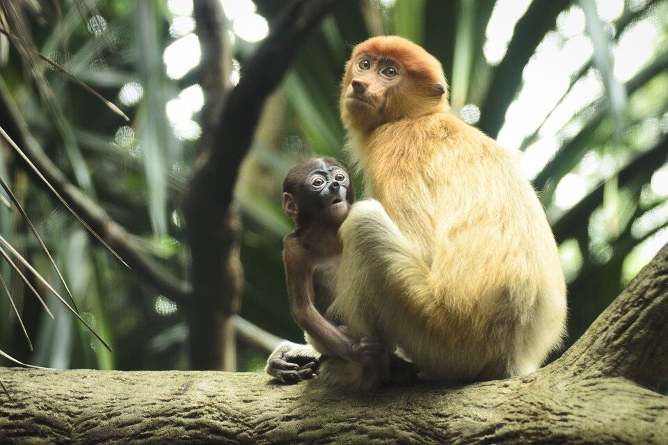 Volunteer with Primates: Average Cost